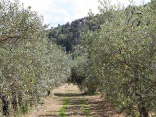 Terreno agricolo in vendita a loro ciuffenna 