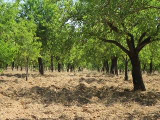 Terreno agricolo in vendita a noto madonna marina s.n.c.