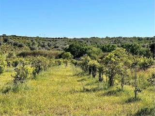 Terreno agricolo in vendita a noto strada provinciale 19 s.n.c.