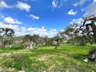 Terreno agricolo in vendita a noto strada provinciale 35