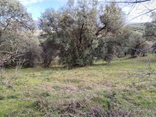 Terreno agricolo in vendita a moricone strada provinciale moricone monteflavio