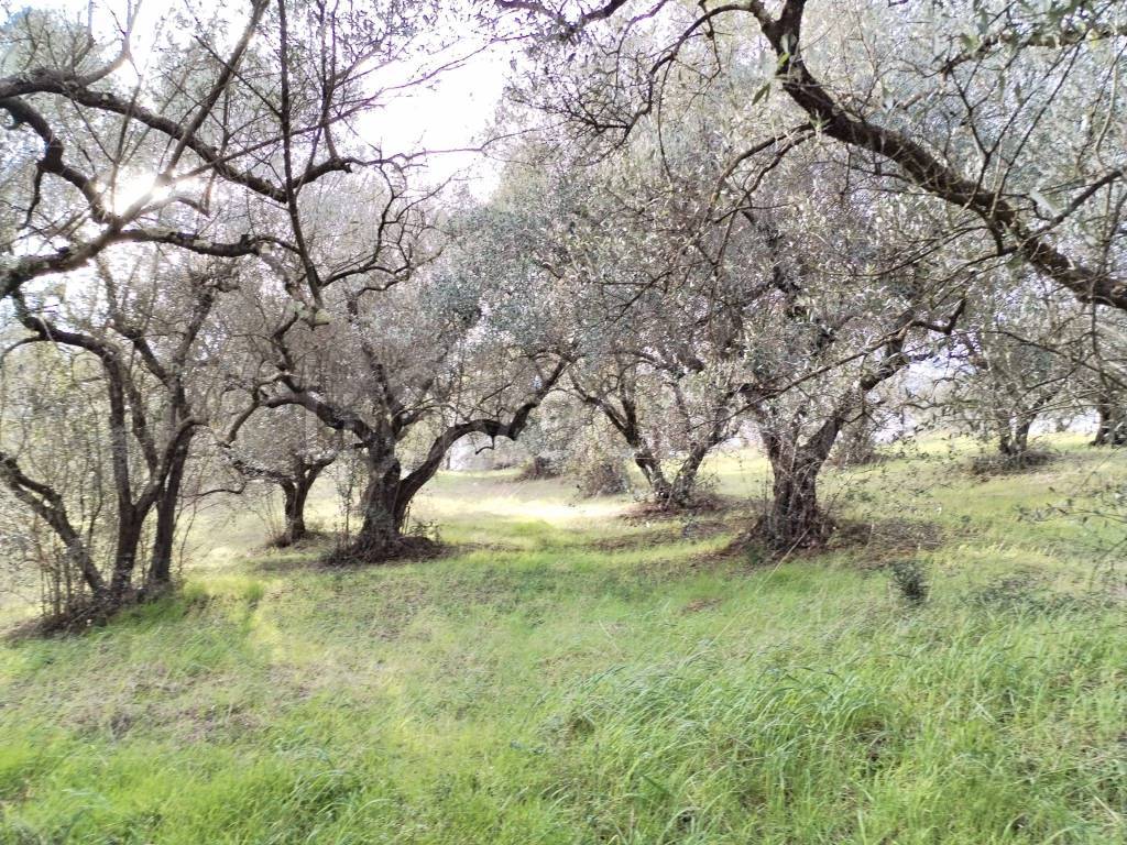 immagine annuncio 3 di 6