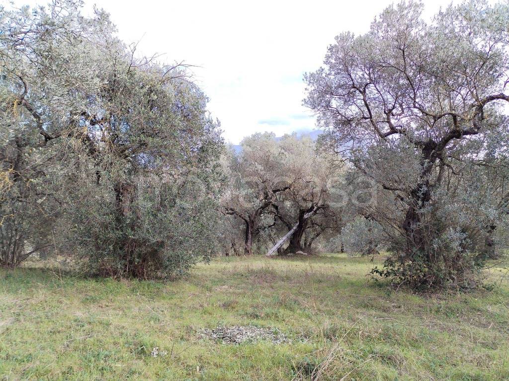 immagine annuncio 5 di 6