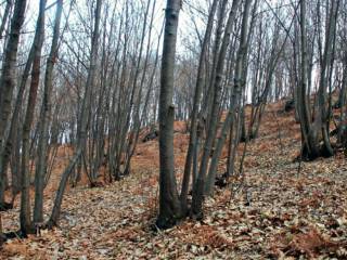 Terreno agricolo in vendita a casatenovo via colombina