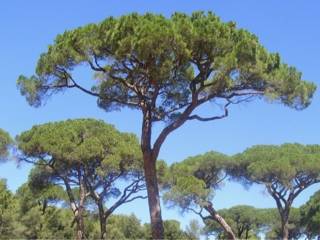 Terreno residenziale in vendita a cesenatico 