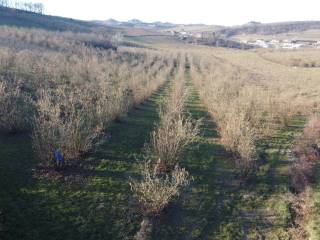 Terreno agricolo in vendita ad alba strada borghino, 39