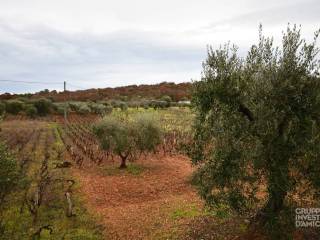 Terreno agricolo in vendita a ostuni contrada grotta, ostuni