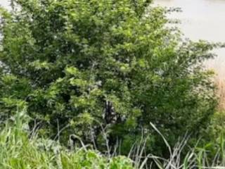 Terreno agricolo all'asta a forlimpopoli via bertaccini