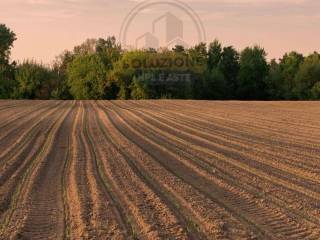 Terreno agricolo all'asta a nardò c . d a l a g r a n d e