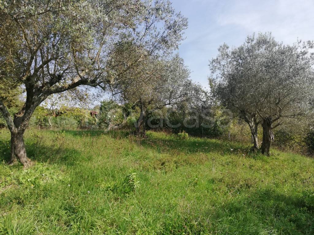 immagine annuncio 3 di 13