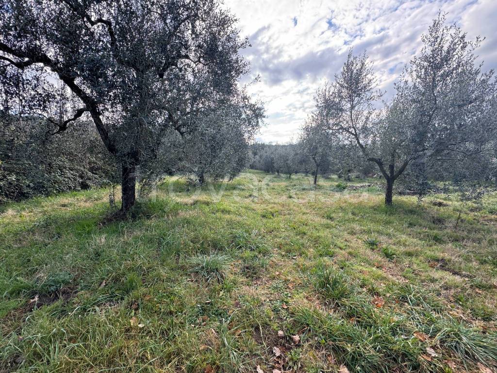 immagine annuncio 4 di 9