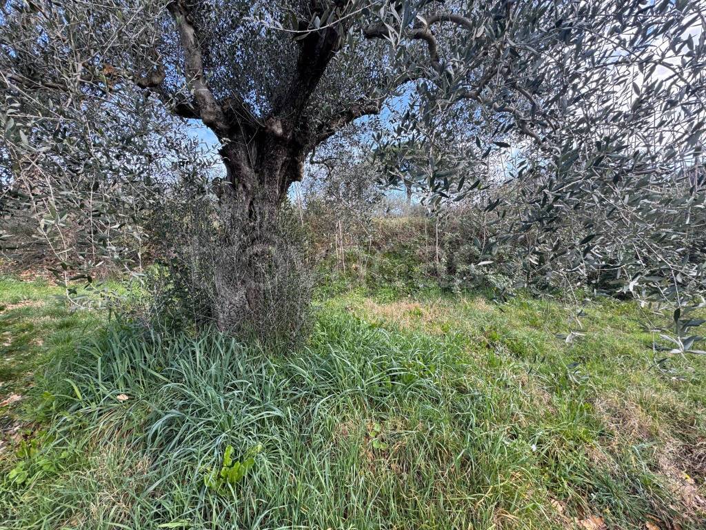 immagine annuncio 7 di 9