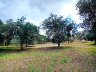 Terreno agricolo in vendita a sorso strada vicinale badde fustiggiu s.n.c.