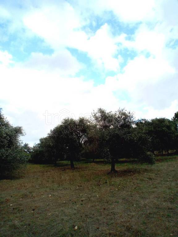 immagine annuncio 12 di 14