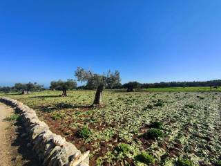 Terreno residenziale in vendita a monopoli contrada mozzo