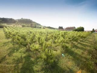 Terreno agricolo in vendita a longiano 