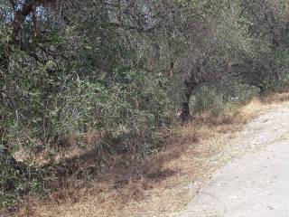 Terreno agricolo in vendita a imperia via carlo alberto dalla chiesa