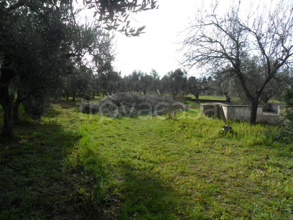 immagine annuncio 8 di 11