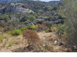 Terreno agricolo all'asta a olbia via casagliana