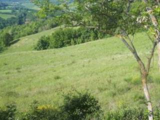 Terreno agricolo all'asta a urbino via maciolla