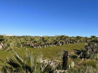 Terreno agricolo all'asta a marsala contrada scacciaiazzo