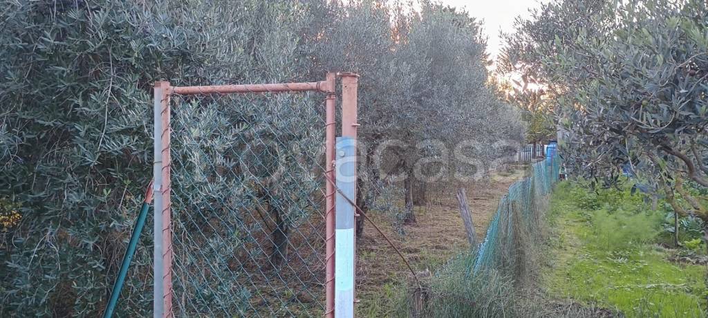 immagine annuncio 2 di 7