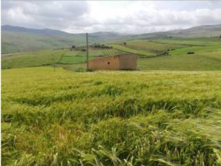 Terreno agricolo all'asta a piana degli albanesi contrada rossella