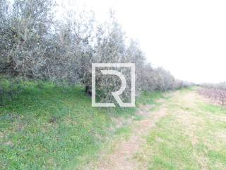 Terreno agricolo in vendita a faenza via roncona