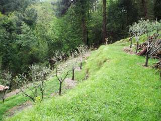 Terreno agricolo in vendita a pietrasanta via canaldoro