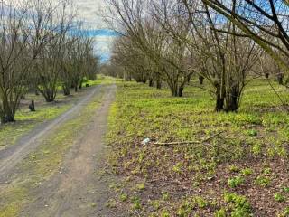 Terreno agricolo in vendita a striano 