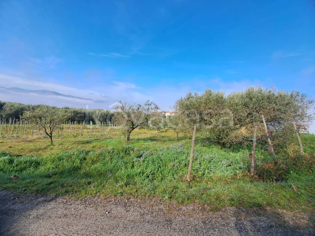 immagine annuncio 1 di 4