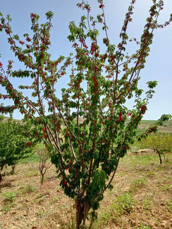 immagine annuncio 1 di 6