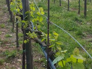 Terreno agricolo in vendita a carbognano via vincenzo totonelli, 6