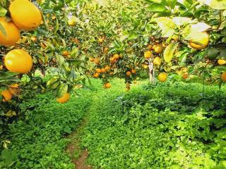 Terreno agricolo in vendita a sciacca 