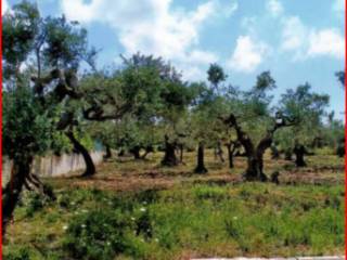 Terreno residenziale all'asta a rotello via giuseppe verdi traversa 1