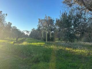 Terreno residenziale in vendita a carovigno contrada grottamiranda