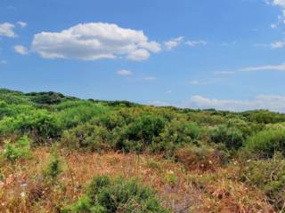 Terreno agricolo all'asta a santa teresa gallura località la ficaccia