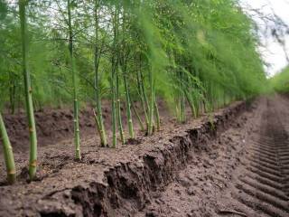 Terreno agricolo in vendita a lana 