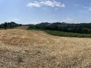 Terreno agricolo all'asta a codevilla località casareggio