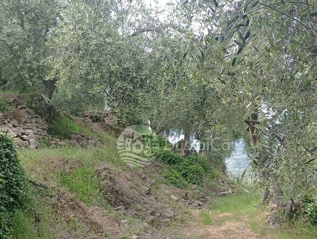 immagine annuncio 12 di 14