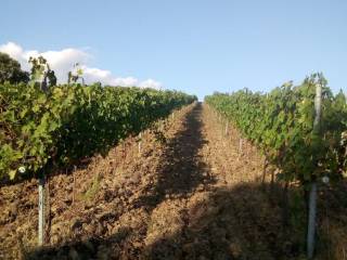 Casale in in vendita da privato a magliano in toscana strada provinciale di montiano, 14