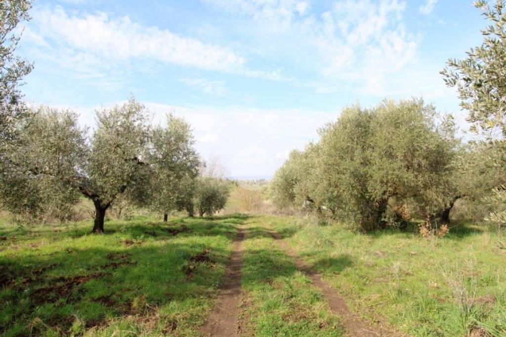 immagine annuncio 5 di 14