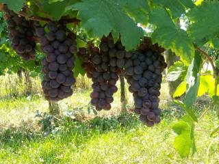 Terreno agricolo in vendita a romans d'isonzo via san martino