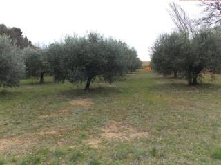 Terreno agricolo in vendita a san benedetto del tronto contrada santa lucia