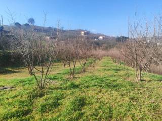 Terreno agricolo in vendita ad avellino contrada cesine