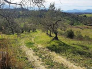 Terreno agricolo all'asta a spoltore via delle cicale, 3