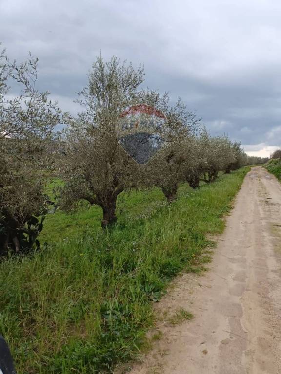 immagine annuncio 8 di 14