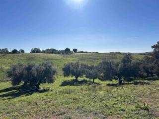 Terreno agricolo in vendita a tuscania località montebello