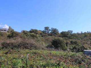 Terreno agricolo all'asta a san nicola arcella via del telegrafo