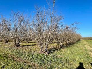 Terreno agricolo in vendita a carrù sp173